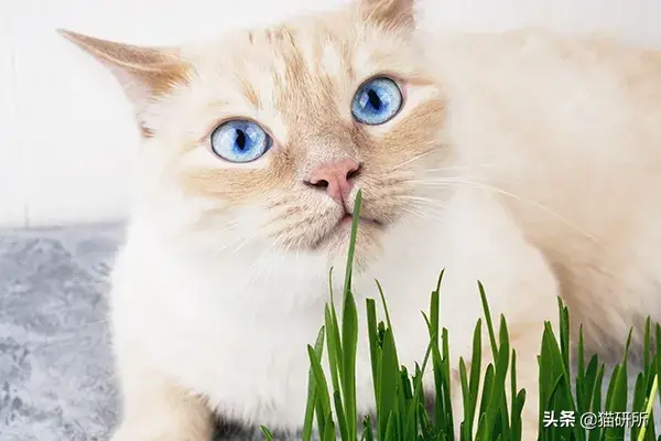 猫不吃猫草怎么办：寻找合适的欣赏兴趣点或食物替代品（多方尝试）
