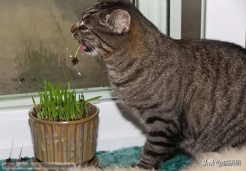 猫不吃猫草怎么办：寻找合适的欣赏兴趣点或食物替代品（多方尝试）