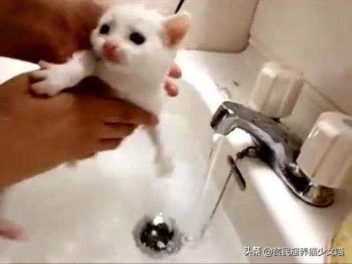 猫咪多大可以洗澡：3个月以上的猫咪较适合洗澡（注意水温和用品卫生）