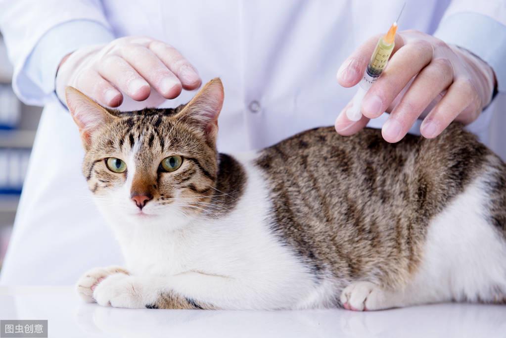 猫多大可以打疫苗：2个月以上即可开始接种疫苗（根据具体情况确定时间）