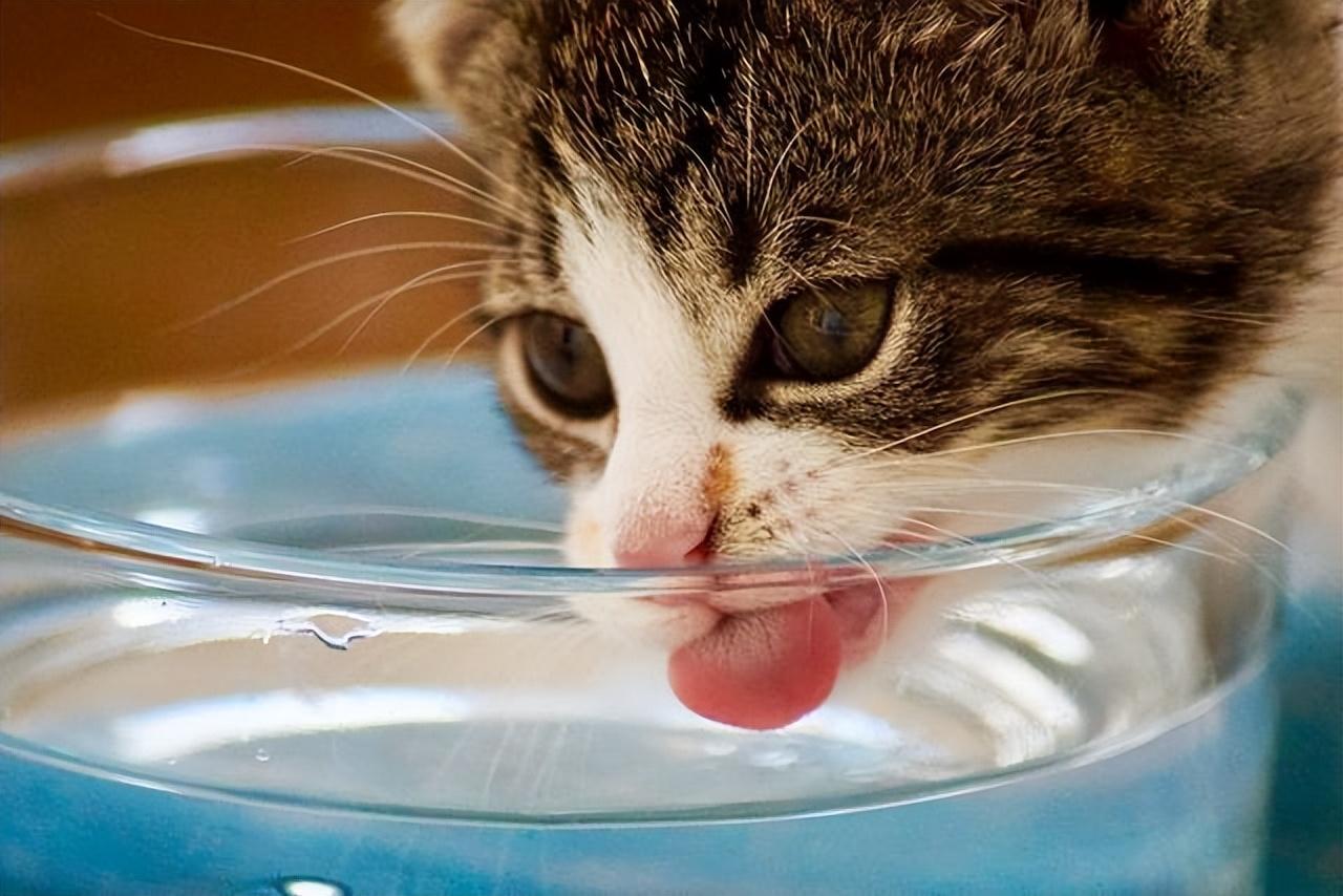 猫咪爱喝水是好事吗,一天喝300毫升水算多吗（了解猫咪饮水的健康重要性）