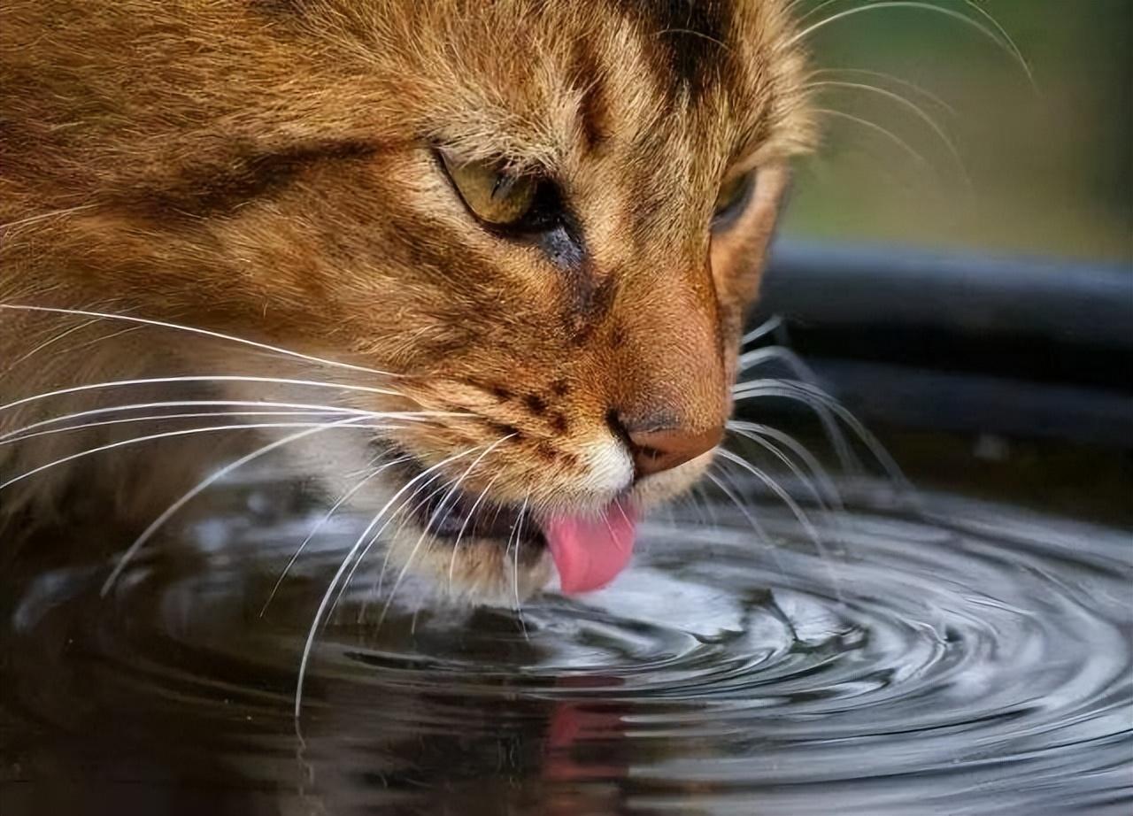 猫咪爱喝水是好事吗,一天喝300毫升水算多吗（了解猫咪饮水的健康重要性）