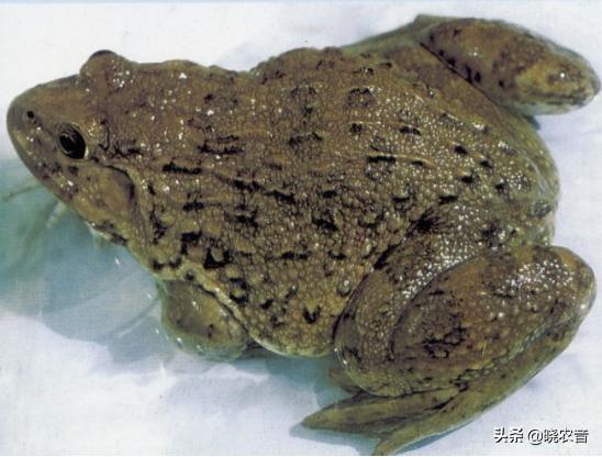 蛙类品种大全图片名称,适合家养的蛙类有哪些
