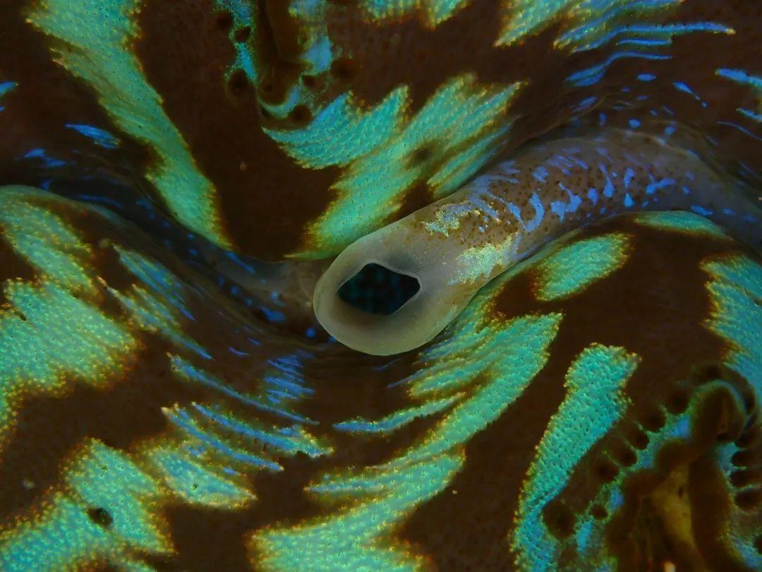 巨蛤介绍,和砗磲的区别,巨蛤里面的珍珠