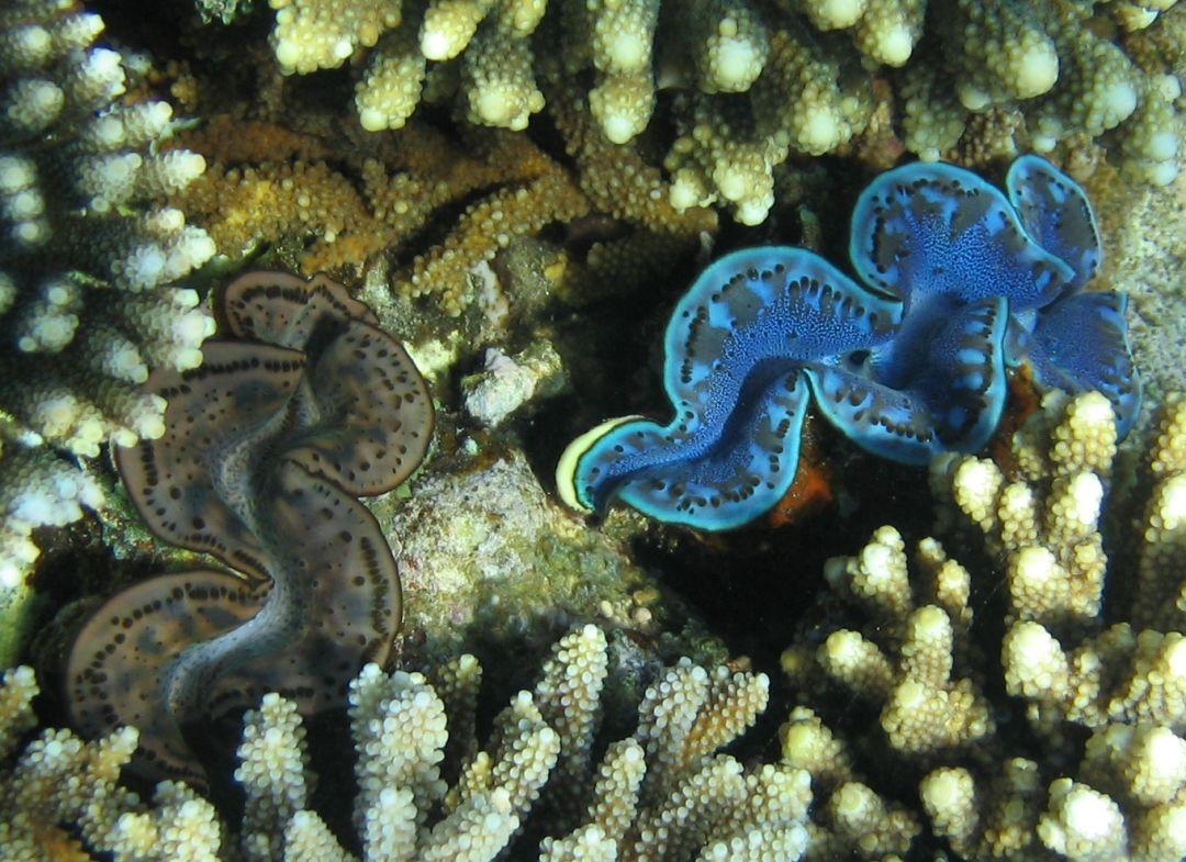 巨蛤介绍,和砗磲的区别,巨蛤里面的珍珠