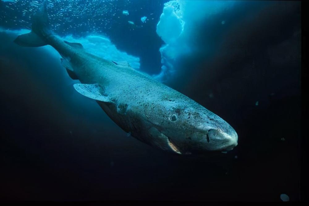 睡鲨真实寿命多长,睡鲨是哪个国家的,睡鲨眼睛看的见吗