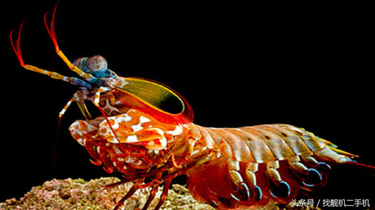 螳螂虾多少钱一只,螳螂虾是海水还是淡水,一拳有多重