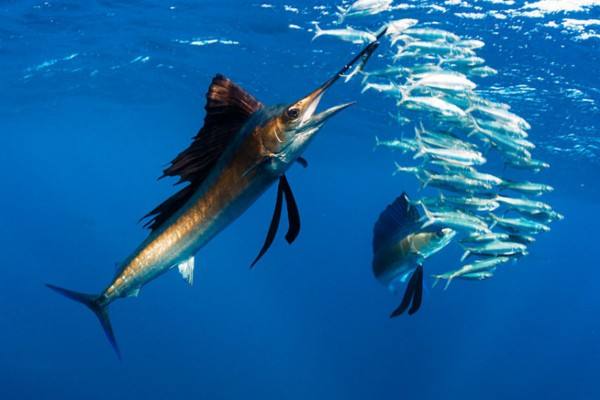 旗鱼的速度有多快,旗鱼是保护鱼类吗为什么