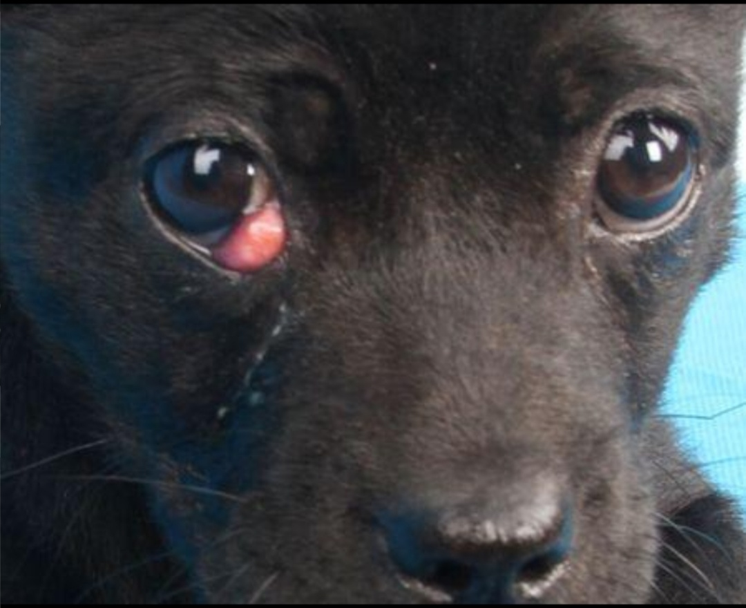 狗狗眼角长红色肉疙瘩是什么原因（如何应对狗狗眼部异常情况）
