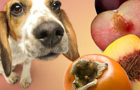 狗能不能吃山竹水果,狗可以吃什么水果（了解有关狗的饮食知识）