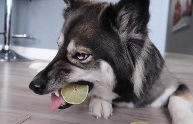 狗能不能吃山竹水果,狗可以吃什么水果（了解有关狗的饮食知识）