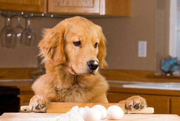 狗能吃煮熟的蛋清吗（让你全面了解狗狗的饮食）