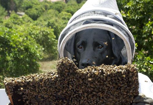狗被蜜蜂蛰了该怎么处理,会自愈吗（了解狗狗被蜜蜂蛰的应急措施）