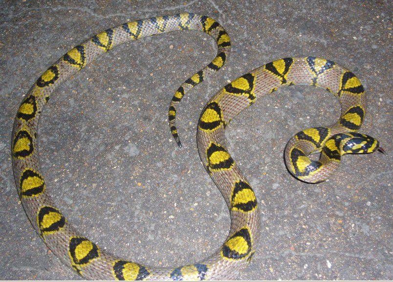 三索锦蛇有毒吗,水蛇是什么动物类型的动物