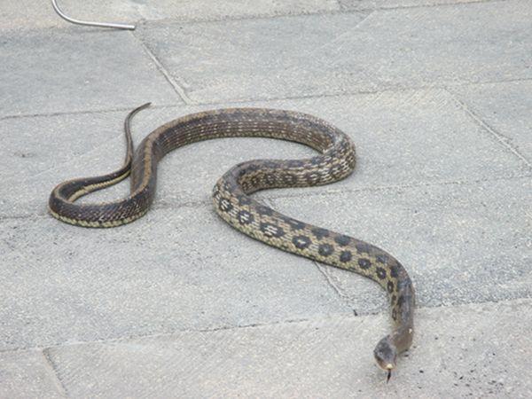 三索锦蛇有毒吗,水蛇是什么动物类型的动物