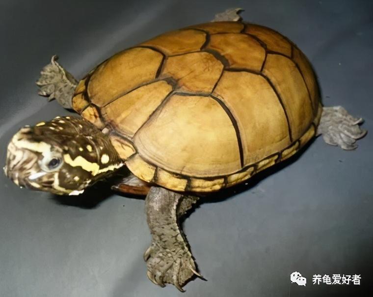 头盔龟是深水龟吗,好养吗,头盔和东方泥龟的区别是什么