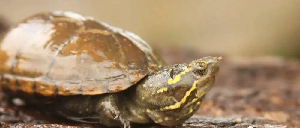 头盔龟是深水龟吗,好养吗,头盔和东方泥龟的区别是什么