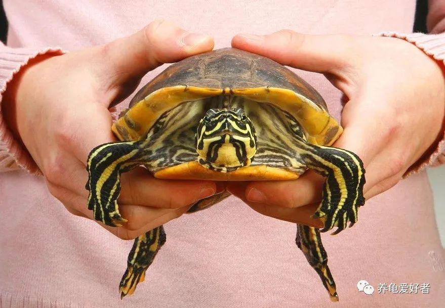 瓦哈卡泥龟可以冬眠吗,瓦哈卡泥龟可以深水养吗