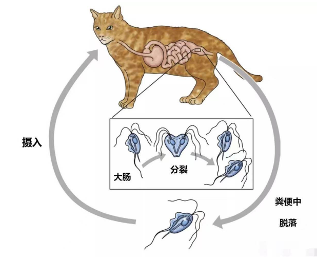 如何判断猫滴虫症状：呕吐、腹泻、贫血等症状（病重时需及时就医）