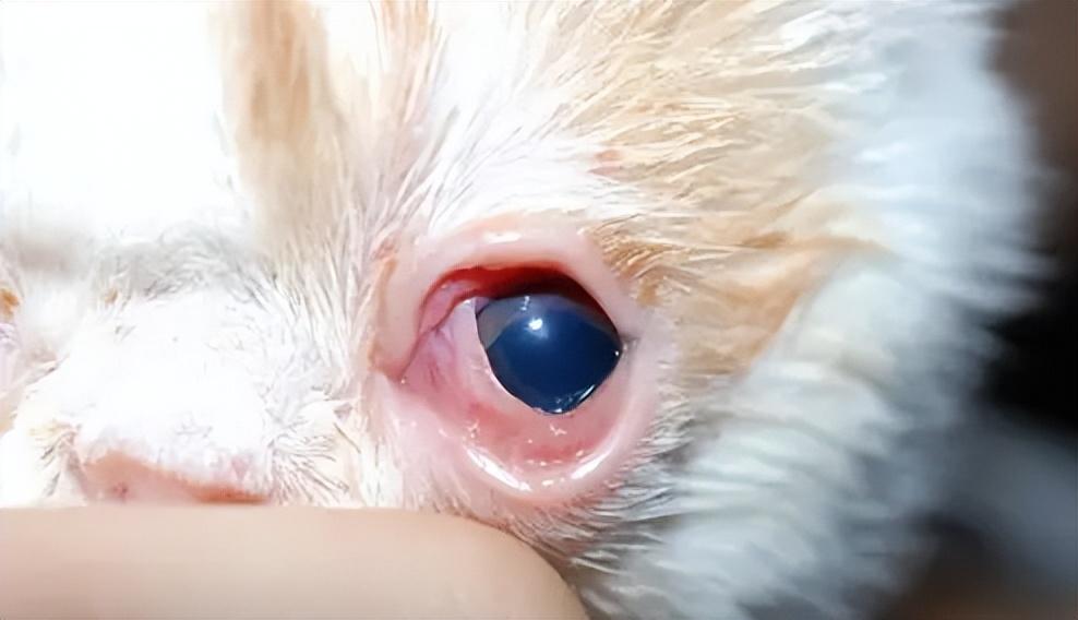 猫咪一只眼皮红肿怎么办：治疗流泪、结膜炎和角膜炎