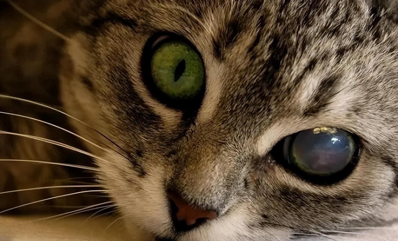 猫咪一只眼皮红肿怎么办：治疗流泪、结膜炎和角膜炎