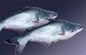 巴沙鱼是淡水鱼还是海水鱼（区分巴沙鱼的生活环境与分类）