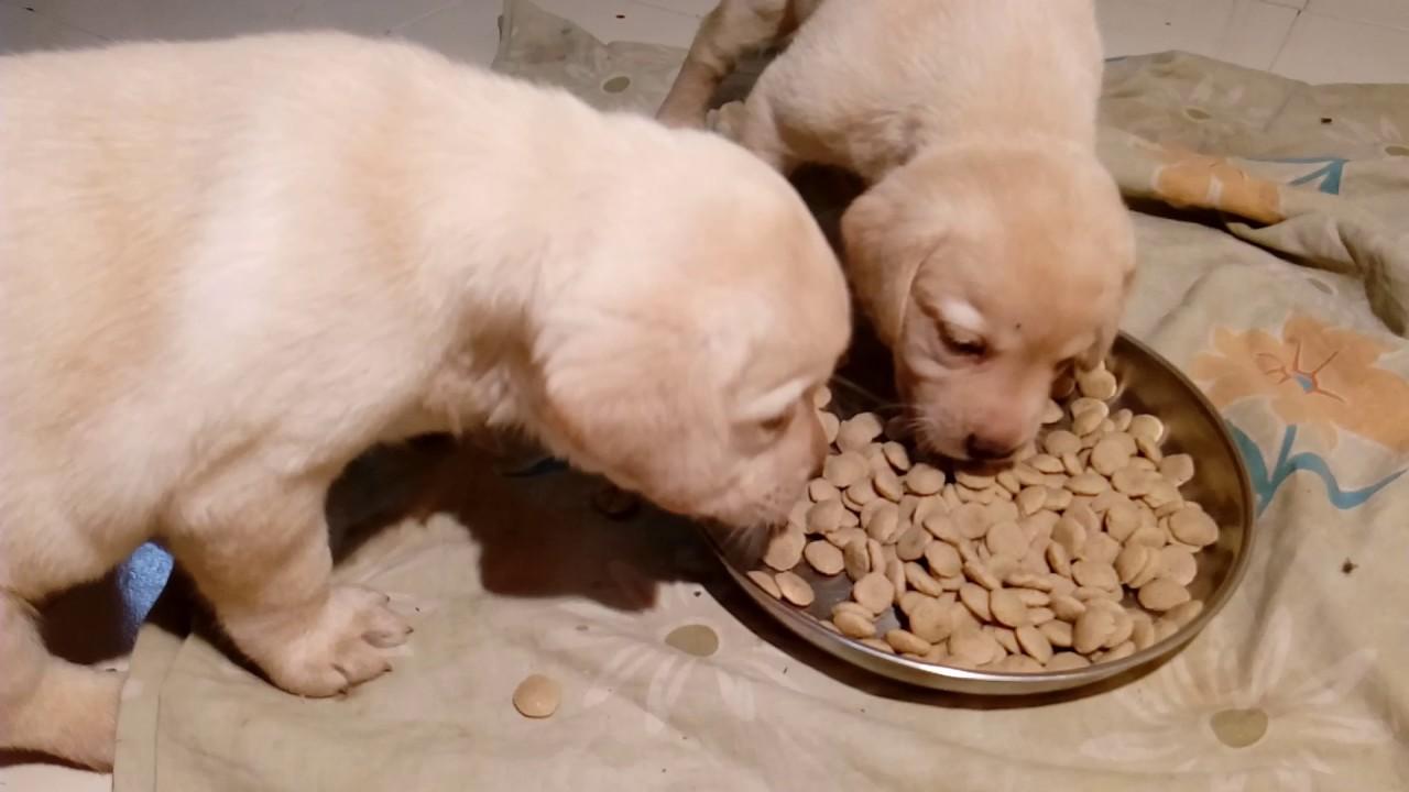 1至3个月小狗吃什么主食,可以吃狗粮吗,可以喝牛奶吗