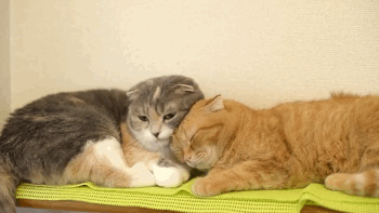 两只猫磨合期大约多久，多久能和谐相处，互相咬怎么办