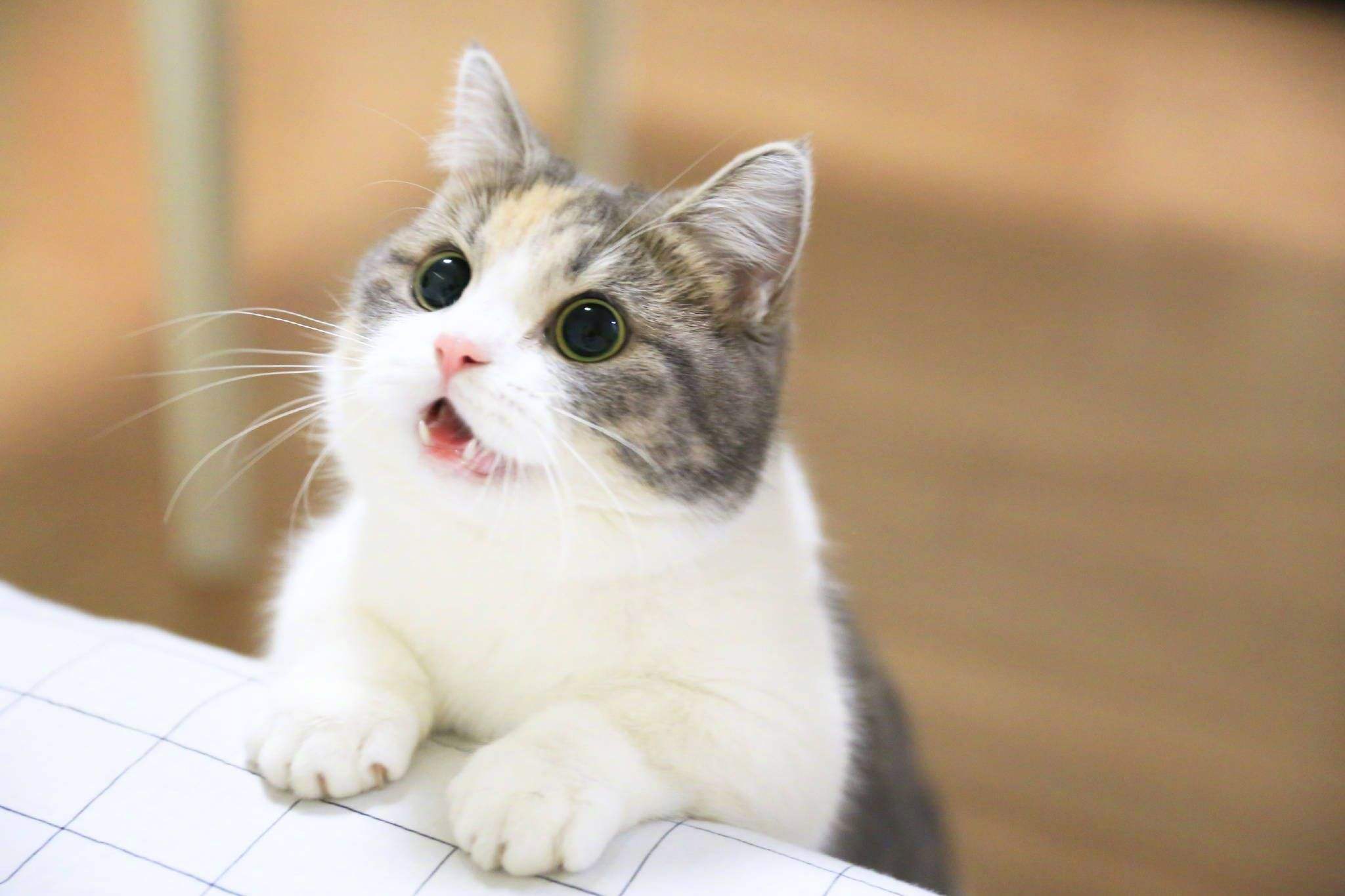 小奶猫的肚子有气泡响声（分析猫肚子响的原因以及处理方法）