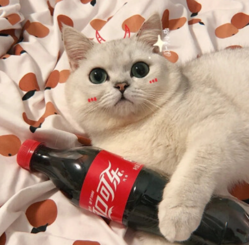 猫可以喝可乐吗有毒吗，为什么，可以喝什么饮料