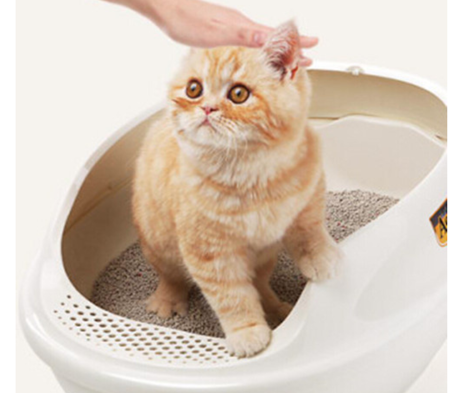 如何教小猫用猫砂？初次接触猫砂的小猫该如何引导？