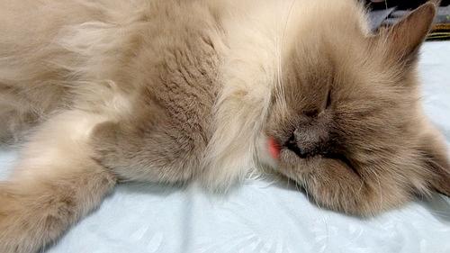 猫睡觉吐出一点点小舌头，可能是什么问题（睡姿不当还是口腔问题？）