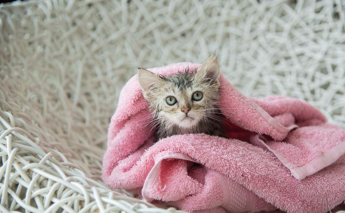 一个多月小猫可以洗澡不,三个月两个多月的猫咪呢，脏了可以洗澡吗