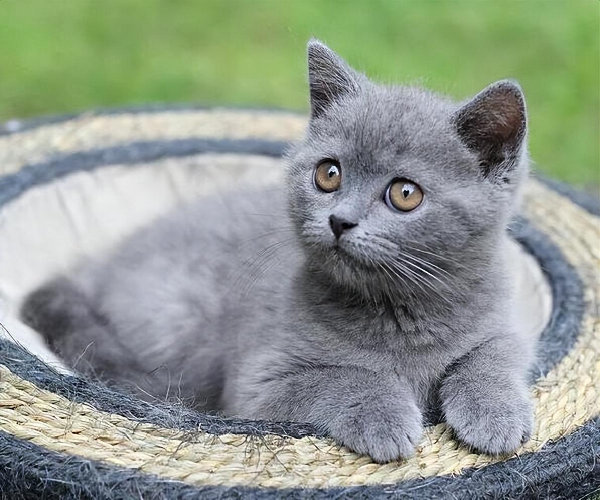 串串猫是什么？了解它的品种和特征（宠物养成知识）