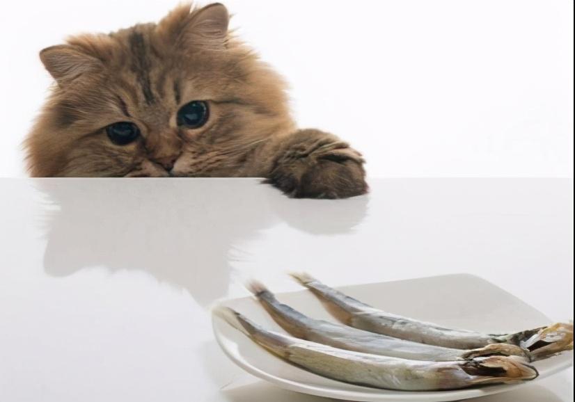 小猫吃鱼会被鱼刺卡吗,小猫吃鱼会被鱼刺卡吗（了解猫咪食物安全问题）