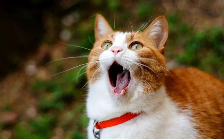 猫叫声沙哑是什么原因造成的？（深入剖析猫咪并不寂寞的生活）