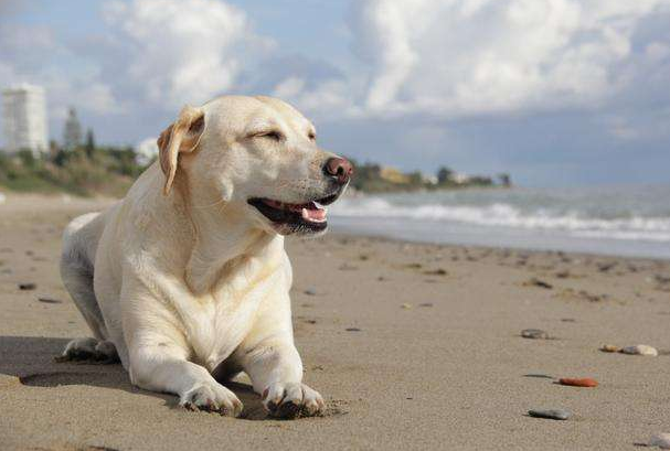 雪纳瑞狗狗一般能活多久,狗狗寿命排行榜图片