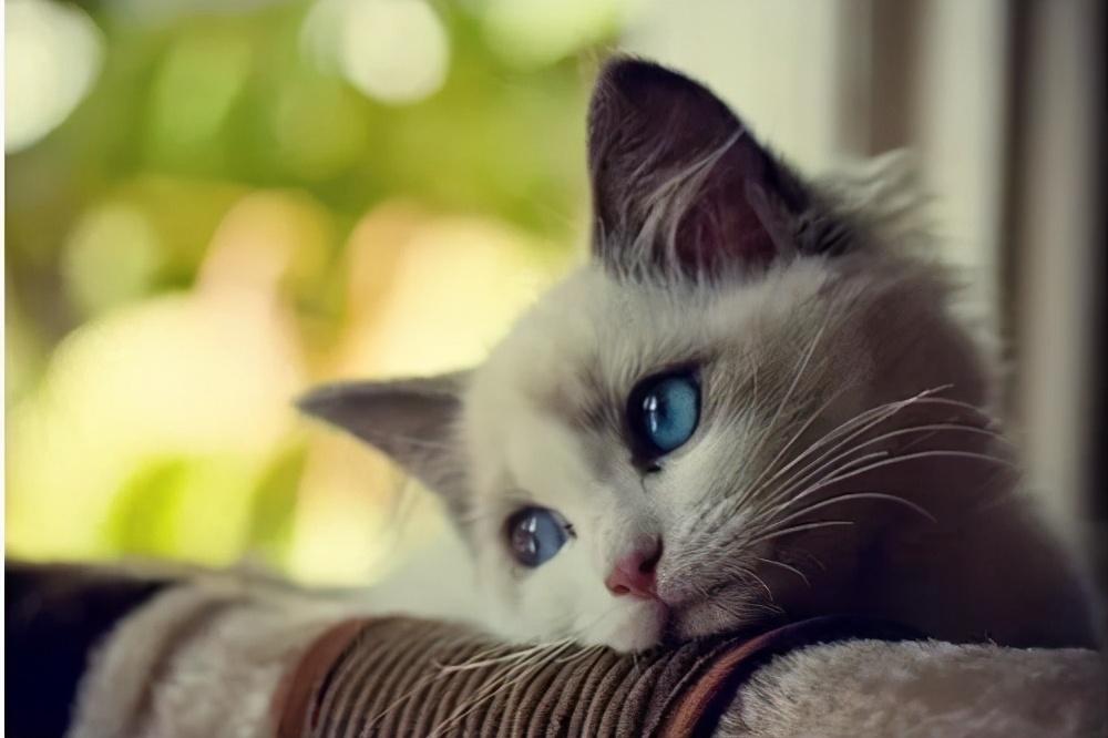 猫哭是因为伤心吗为什么,猫流泪是什么原因造成的,猫伤心的表现