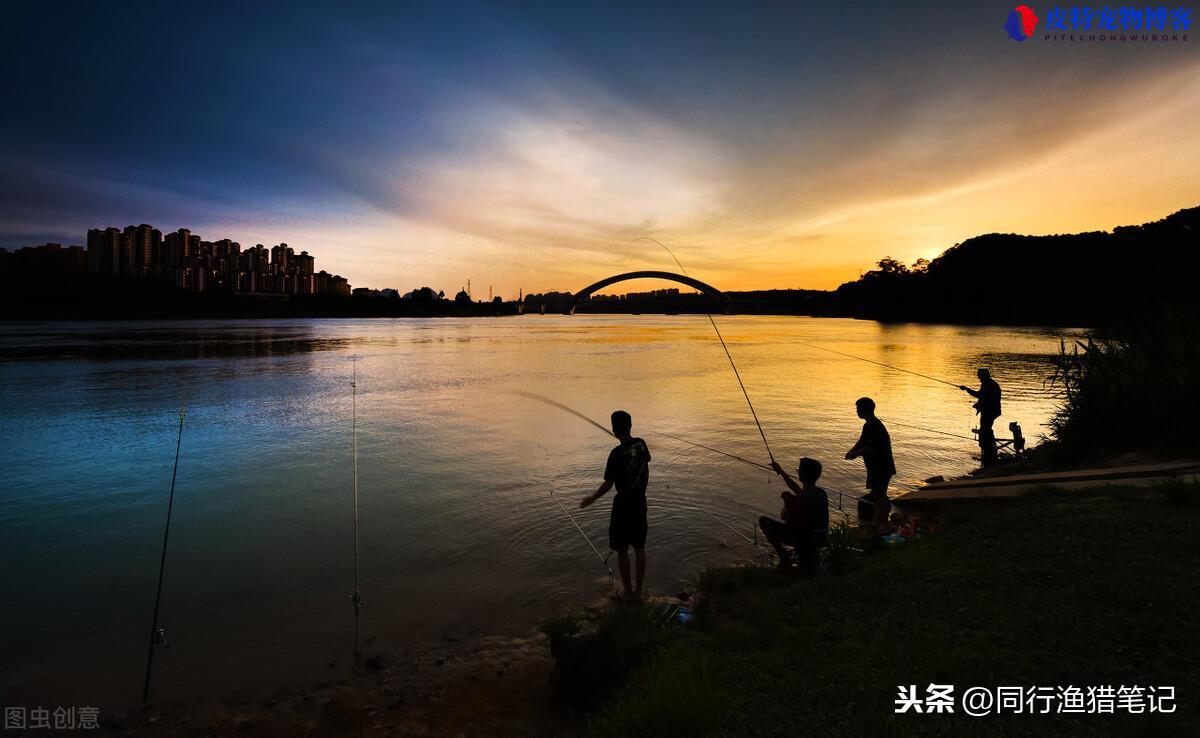 夜钓鲤鱼什么时候上鱼最佳时间，夜钓鲤鱼什么季节最好钓鱼