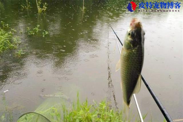 夏季下雨天好钓鱼吗为什么，下大雨鱼一般会躲在什么地方