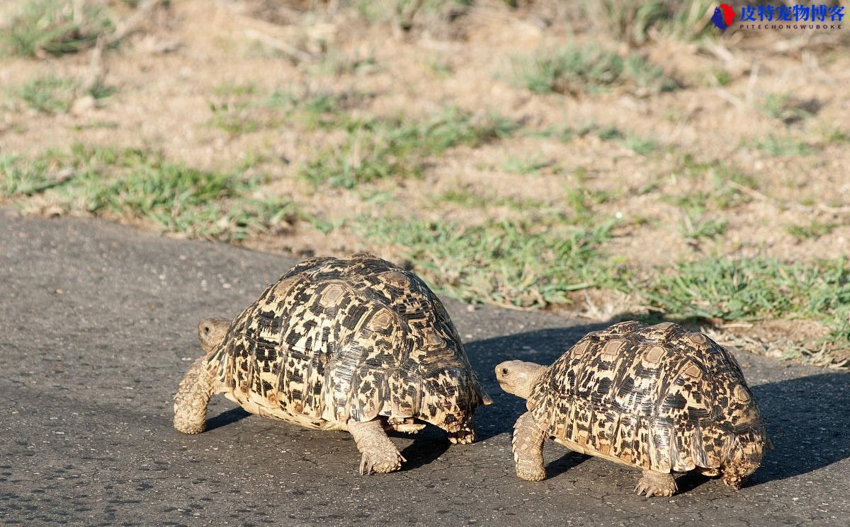 豹纹陆龟在中国是保护动物吗，豹纹陆龟性格怎么样