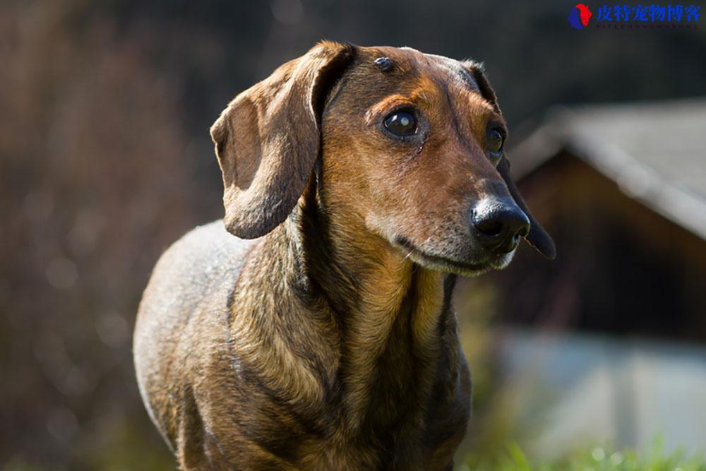 狗身上长瘤子是什么原因，后颈有个凸起的包（瘤子出现的原因是什么）