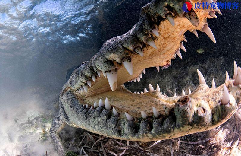美洲鳄和尼罗鳄的区别，美洲鳄最大有多少米长