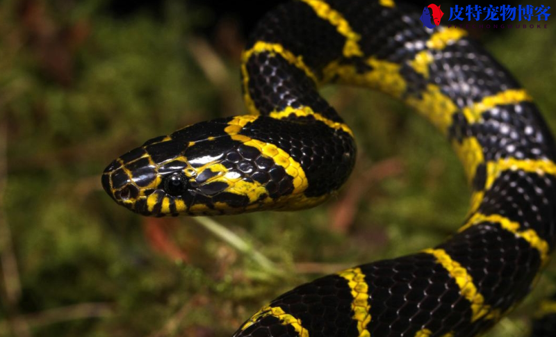 黄链蛇饲养方法，有没有毒，黄链蛇 能长多大