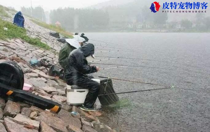 下雨钓鱼好不好钓鱼，下雨钓鱼钓什么位置比较好