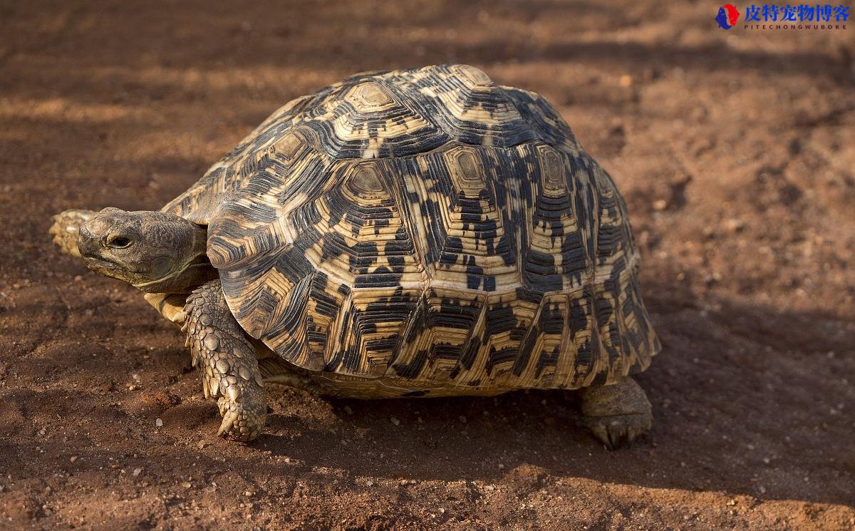 豹纹陆龟在中国是保护动物吗，豹纹陆龟性格怎么样