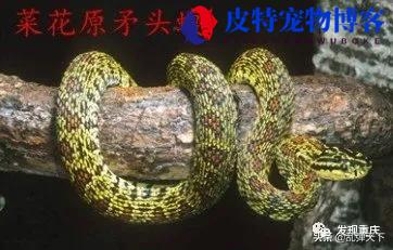 绞花林蛇毒性强吗，毒性会攻击人吗，绞花林蛇习性如何