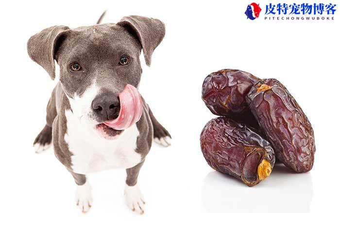 狗狗能吃红枣吗为什么（探讨红枣对狗狗的营养价值）