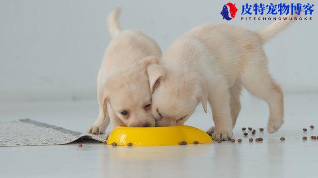 狗一天吃几顿，吃多少斤食物（根据狗狗年龄和品种衡量喂食次数？）