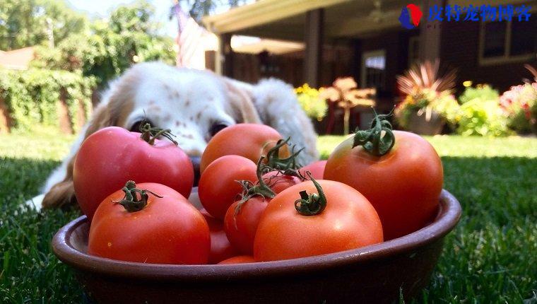 狗能吃番茄吗生的为什么（可以适量喂食生熟番茄）